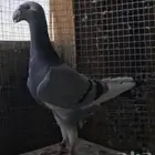 حمام بيوتي هومر