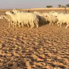 غنم عيسيات فاخره((( تم البيع )))