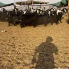 معزا مصريات سود جم طيبه