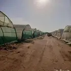 مطلوب بيوت محميه مستعمله نظيفه جدا في ساجر بدون تلحيم ومسا