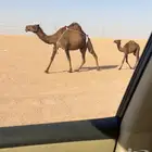 خلفه تحتها بكره
