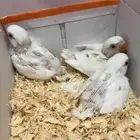 فروخ روز للبيع