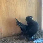 جوز كرنقو