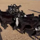 جفرات عوارض صنف