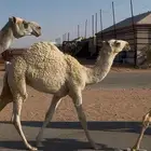 خلفه وضحى طيبه