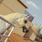 مهر واهو