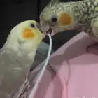 كروان اليف