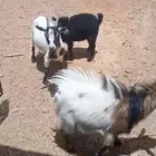 ماعز قزم للبيع