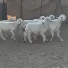 خرفان صفر
