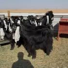 معزا عوارض صنف
