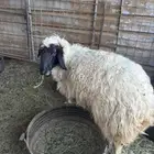 رخل طيبه بالحيل