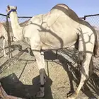 فحل درجه اولا