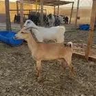 معزا حليب تم البيع