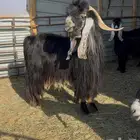 تيس عارضي صنف