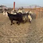 ماعز مصريات ربد