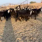 تم البيع. ماعز عوارض خصم