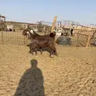 تم البيع. جفرات مطوره بمصري