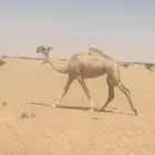 بكره كفو