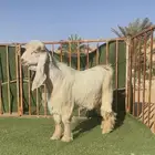 جذع عارضي اصفر