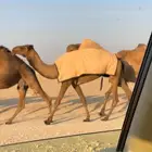 بكره صفرا حقه