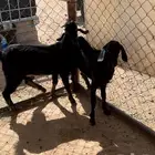 تيوس