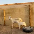 شاه حريه متبع تم البيع