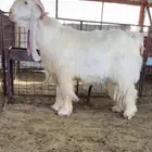 للبيع تيس ابيض عارضي صنف