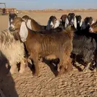 معزا عوارض صفر جذعات