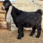 للبيع جفر مشروع فحل كفووو راس صعب