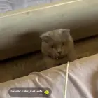 قطه سكوتش بيور للبيشع