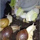 حلزونات