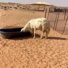 فحل حري مشروط