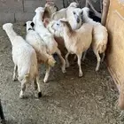 طليان ورخال رفيد