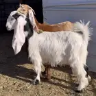 جفرات مشاريك فاخرة