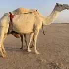 عشرا وضحا للبيع