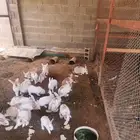 ارانب للبيع