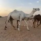 ناقة ضروبه سنها رباع طيبه