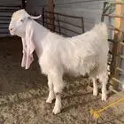 تيس ابيض فحل يقرع