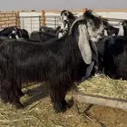 معزا عوارض طيبه مراح كلها شكل واحد