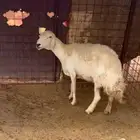 شاه حريه حرشا