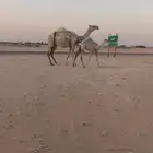 عشراء رباع