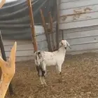 جفره جنوبيه