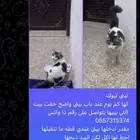 تبني قطوه