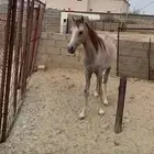 معر للبيع العمر