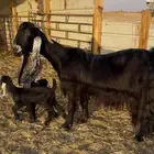 عنز عارضية والد