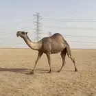 صفرا ضريبه