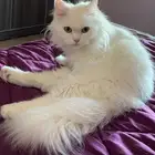 قطط الهفوف الاحساء