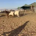 تم البيع. ماعز مصريات