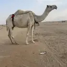 ضروبة وضحا رمانية