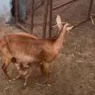 عنز يتبعها تيس